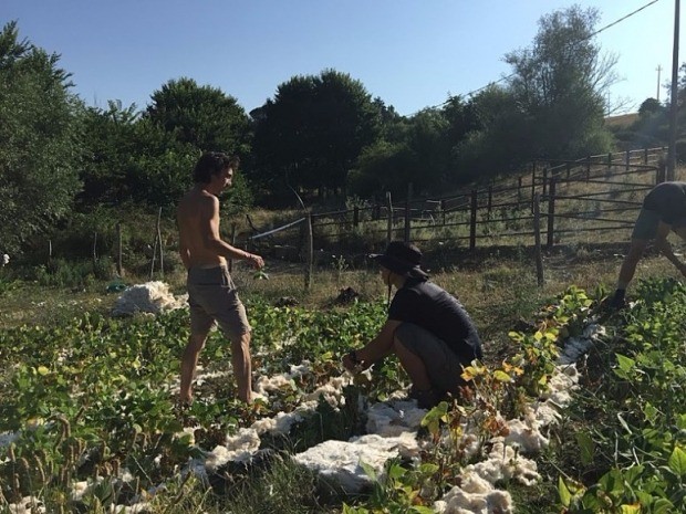 [한경·네이버 FARM] 2년 동안 12개국 35개 농장 '세계 농업일주' 한 세 청년들의 '삽질이력서'