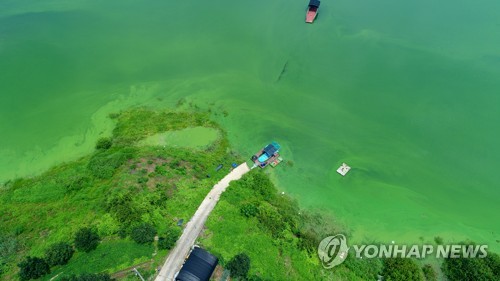 대청호 녹조 비상…회남수역 조류경보 '관심단계' 발령