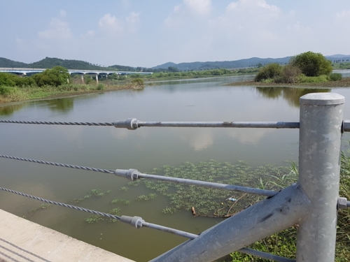 대청호 이어 금강도 녹조 비상…백제보 수질예보 '관심' 발령