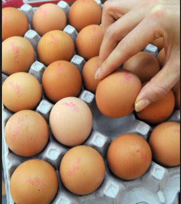 살충제 계란·깨끗한 나라 릴리안·유럽산 소세지…공포(Phobia)의 시대 해결책은