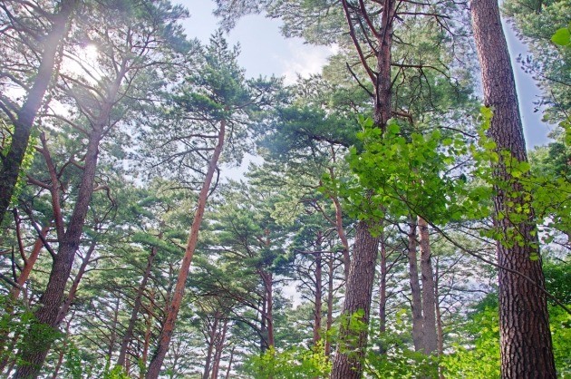 산림청, 국유림 경영·경관형 명품숲 10개소 발표