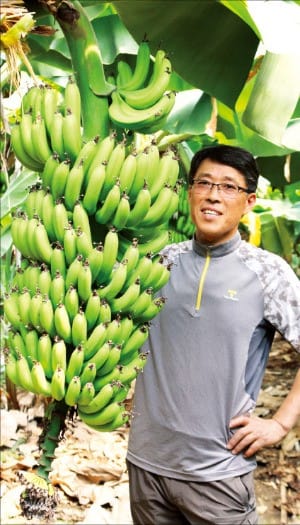 [한경·네이버 FARM] 국산 바나나 되살린 제주 농부