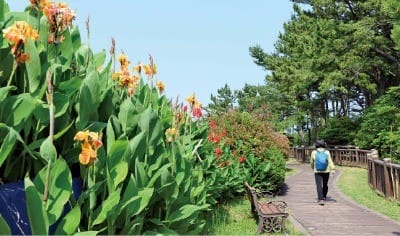 (10) 제주 작가의 산책길 