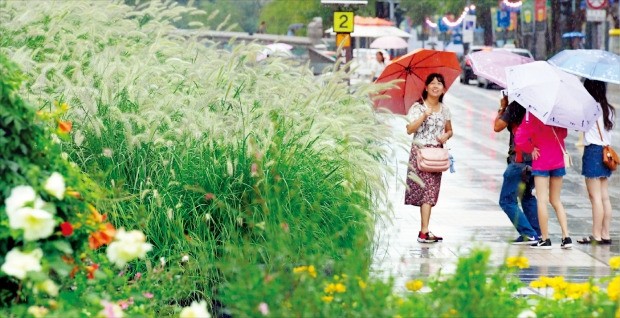 "처서에 내리는 비"