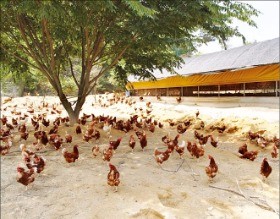 [한경·네이버 FARM] "동물복지 농장 만들면 '살충제 계란' 막는다? 글쎄요"