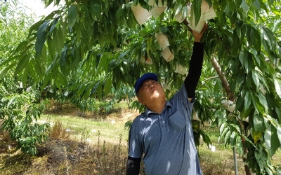 [한경·네이버 FARM] "냉장고에 넣지 마세요" 복숭아 명인 말하는 여름 복숭아 맛있게 먹는 법