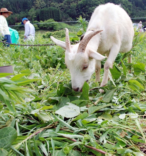 토지 20% 주인없는 일본… "부담만 되는 부(負)동산 시대?"