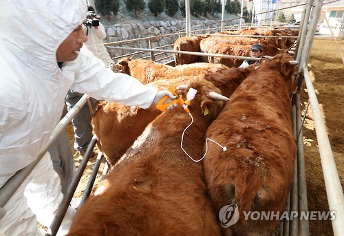 구제역 유형 3종 동시감별 진단키트 개발…"세계 최초"