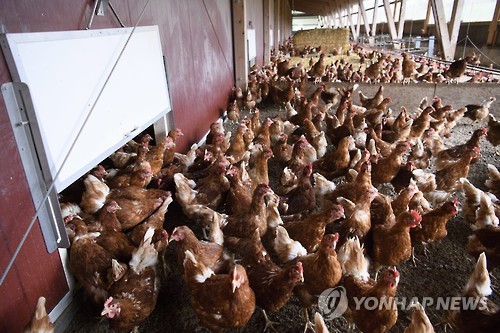 식약처 "네덜란드산 계란 함유 과자·빵 먹어도 안전"