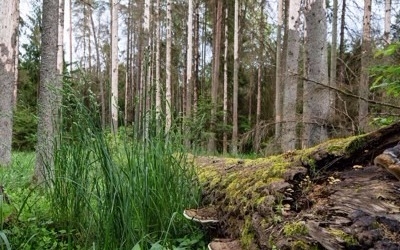 유럽 마지막 원시림 벌목… 폴란드 또 EU에 반항