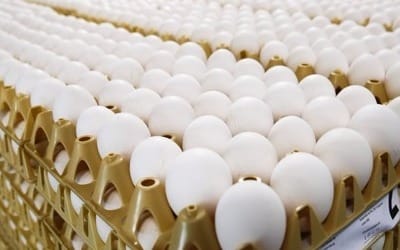 '살충제 계란' 파문, 계란 원료로 한 식품안전 논란으로 확산