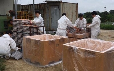  '살충제 계란' 35만개 빵·훈제계란으로 가공 유통