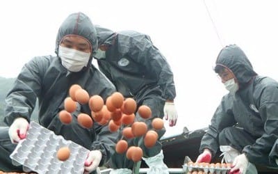 시민단체, '살충제 계란 파동' 농림부장관·식약처장 고발