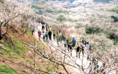  고품질 광양 매실… 소비자 신뢰 얹으니 수출길 '활짝'