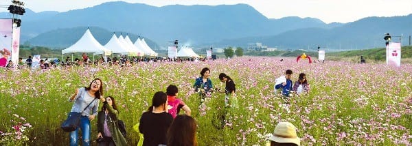 수만 송이 코스모스가 장관을 이루는 경북 고령 ‘콫 페스티벌’ 행사장 전경. 