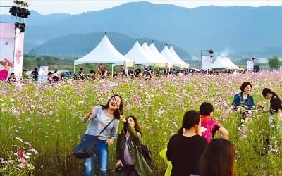  '가야의 숨결' 어린 천년 고도 고령은 '코스모스 천국'