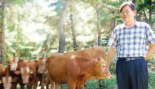 [한경·네이버 FARM] '음메~' 한마리에 1200만원…첫 '유기농 한우' 키워낸 이 남자