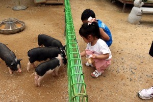 [한경·네이버 FARM] 돼지가 달리기 시합하는 돼지문화원 만든 매출 300억 농부