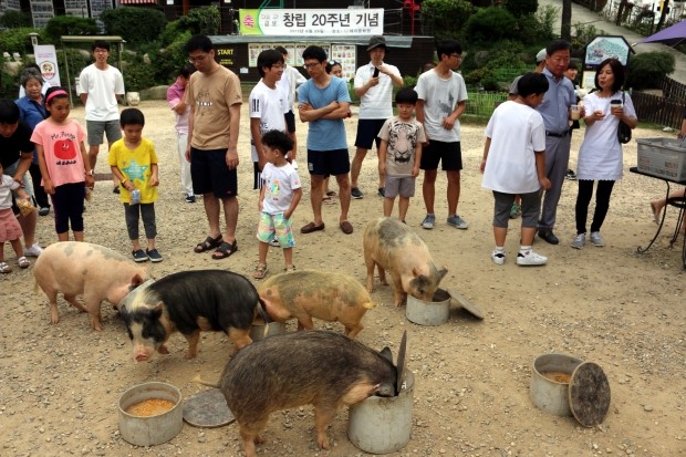 [한경·네이버 FARM] 돼지가 달리기 시합하는 돼지문화원 만든 매출 300억 농부