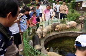 [한경·네이버 FARM] 돼지가 달리기 시합하는 돼지문화원 만든 매출 300억 농부