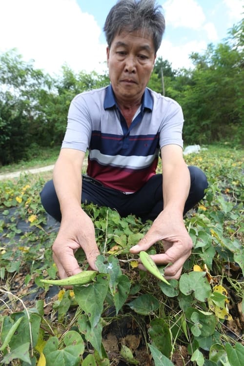 가짜 파동 백수오 농가 90% 폐업… 당국 '안전' 발표에 '눈물'