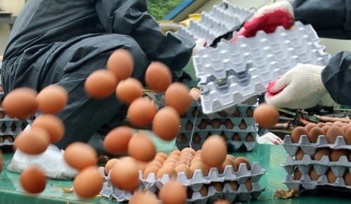 전수조사선 기준이하… 양산 1곳 계란 살충제 성분 24배 초과