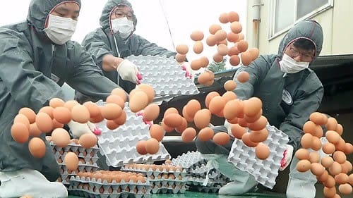 '못 믿을 적합 계란'… 경남 산란계농장 전수조사 또 한다