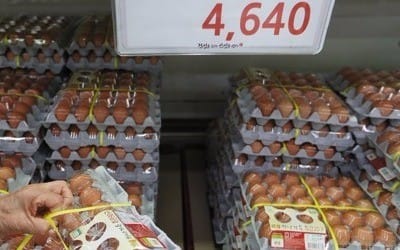 추석 앞두고 계란 가격 또 뛸라… 정부, 1000만개 수매·비축