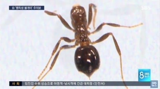 정부, 붉은불개미 추가 발견 없어…최소 2년간 예찰조사