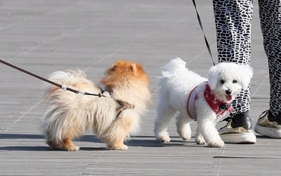 "애견 치료비 3200만원 달라"… '펫 분쟁'도 봇물