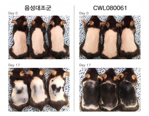 JW중외제약 CWL080061의 동물실험 결과. JW중외제약 제공