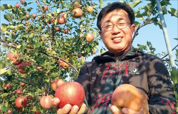 [한경·네이버 FARM] 장수를 '홍로 천국' 만든 이 농부…1개에 1만원 '특등 사과'를 따다