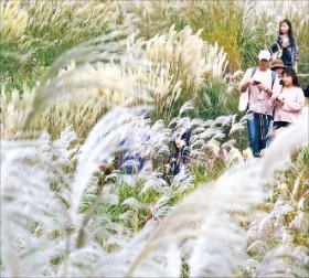 서울억새축제 