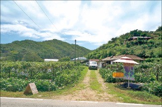 충남 서산시 수익형 포도 농장 