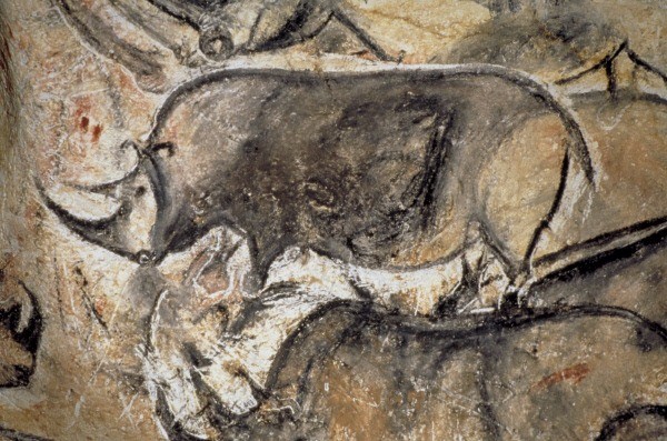 프랑스 쇼베 동굴에 그려진 소의 모습