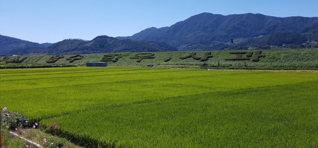 [한경·네이버 FARM] "만원짜리 사과가 열린다" 홍로 처음 재배한 장수군 사과 명인의 비법