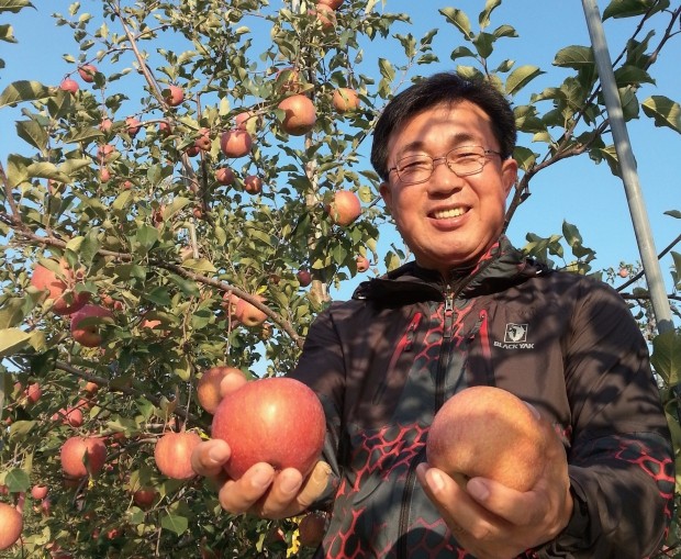 [한경·네이버 FARM] "만원짜리 사과가 열린다" 홍로 처음 재배한 장수군 사과 명인의 비법