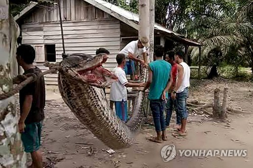 인도네시아서 7.8ｍ 괴물 비단뱀, 농장 경비원 공격