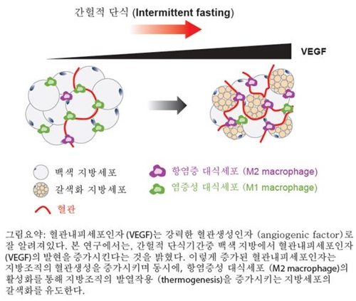 "주기적으로 굶는 '간헐 단식' 비만·당뇨병 예방에 효과"