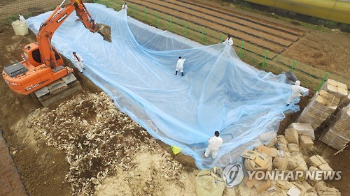 오리 180만마리 사육중단 '초강수'…올해 AI 악몽 벗어날까