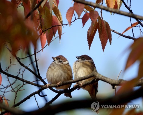 연휴 막바지 맑고 파란 가을하늘…서울, 20㎞까지 탁트인 시야