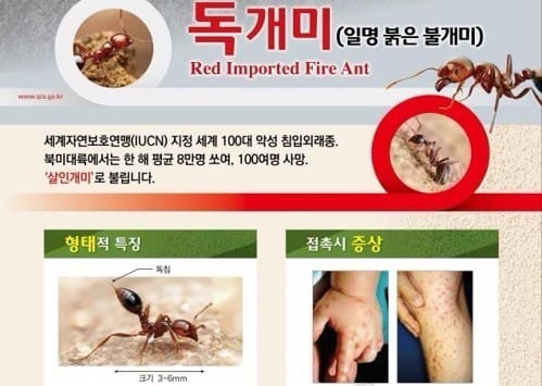 외래 붉은불개미 걱정되면… "성묘 때 긴옷 입고 장갑 끼세요"