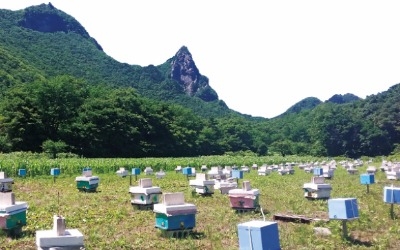 [한경·네이버 FARM ] 일반 벌은 출입금지!… 울릉도에 장원벌만 산다