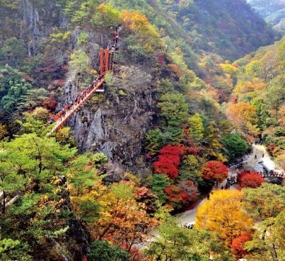 강천산 애기단풍과 현수교. 