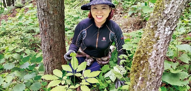 [한경·네이버 FARM] 나홀로 산에서 18년…'산양삼의 여왕' 되다