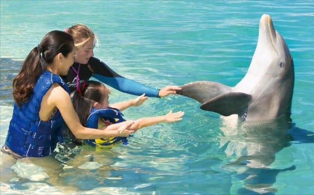 씨라이프파크의 아동 눈높이에 맞춘 돌고래 체험 프로그램 