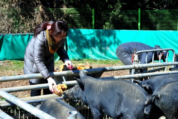 [한경·네이버 FARM] "돼지를 마리당 아파트 안방만한 공간서 키웁니다" 30대 귀농 신혼부부의 자연목장 도전기