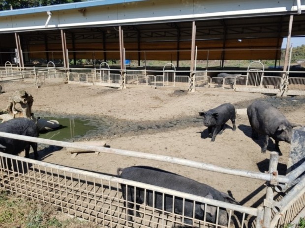 [한경·네이버 FARM] "돼지를 마리당 아파트 안방만한 공간서 키웁니다" 30대 귀농 신혼부부의 자연목장 도전기