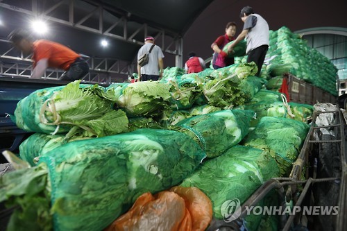 금배추 가고 밭 갈아엎을판"… 배춧값 널뛰기에 농민 시름