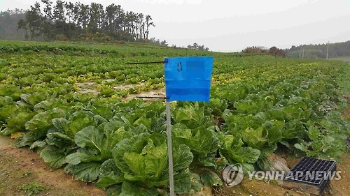 금배추 가고 밭 갈아엎을판"… 배춧값 널뛰기에 농민 시름